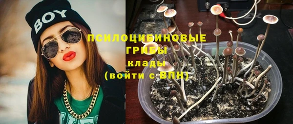 прущие грибы Дмитров